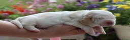 Bassethound cani in vendita: Meravigliosi Cuccioli di Bassethound  - Annuncio 5