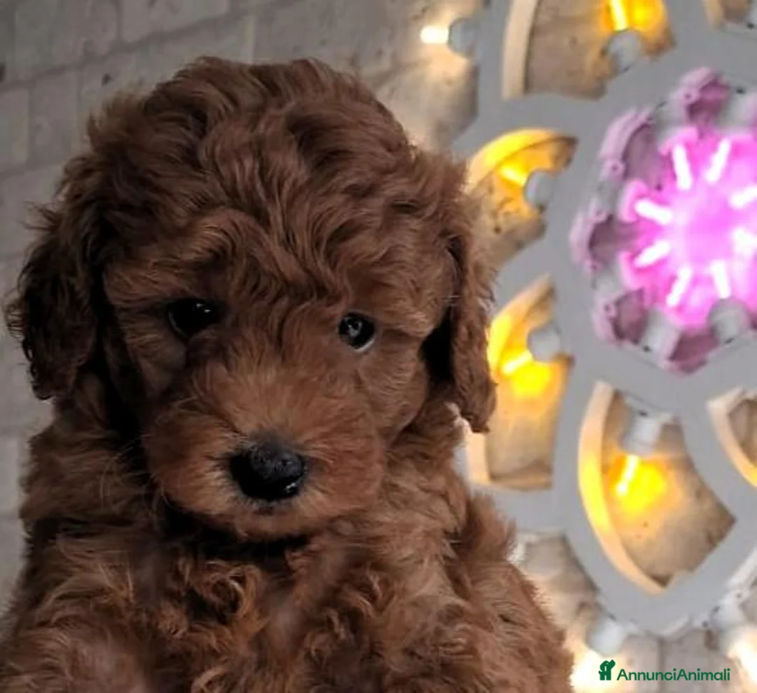 Barboncino Toy cani in vendita: Barboncino Toy Red - Annuncio 2