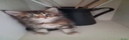 Maine Coon gatti in vendita: Maine Coon con Pedigree - Annuncio 3