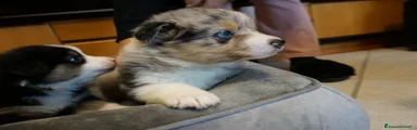 Australian Shepherd Cucciolo 5