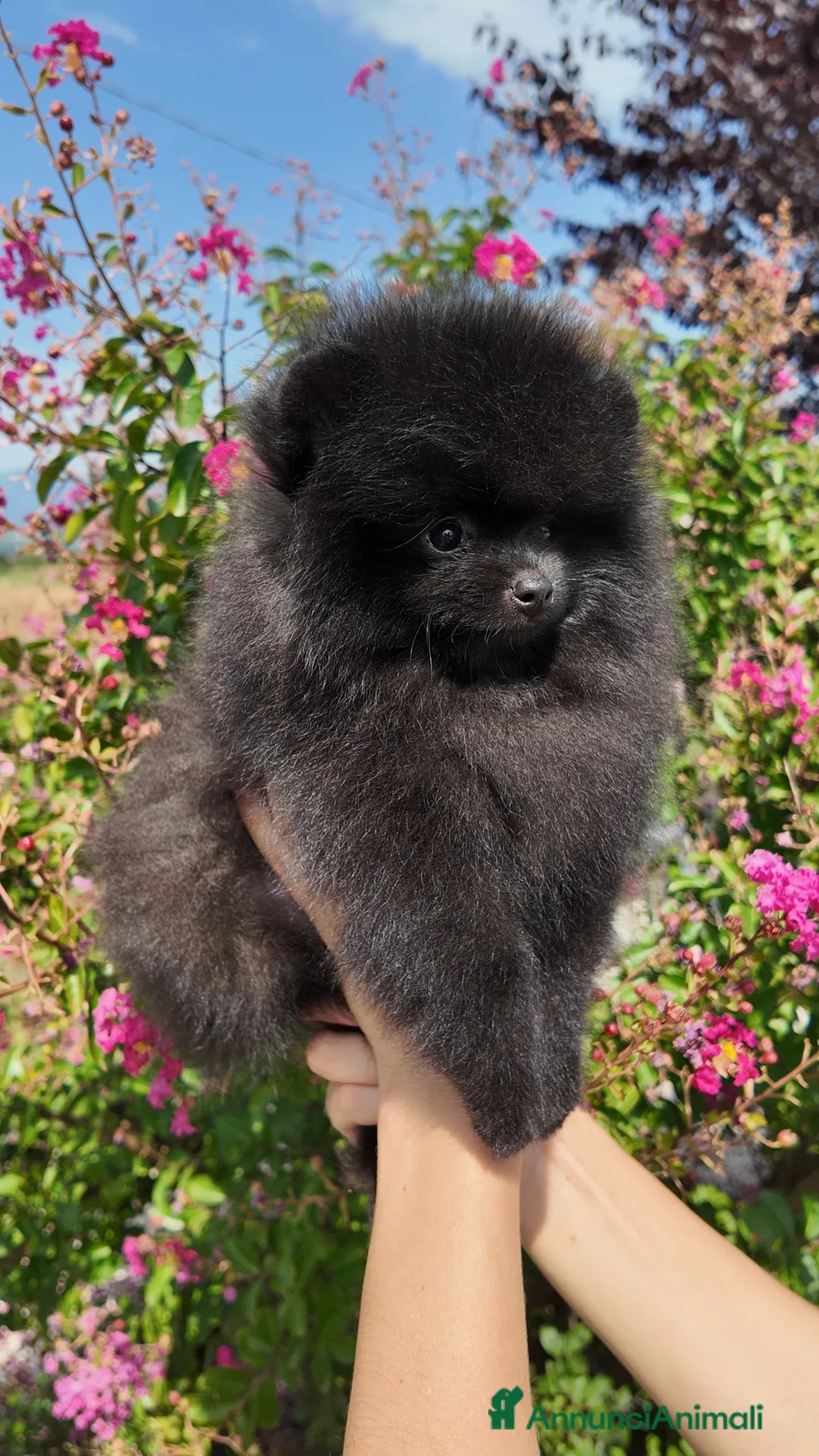 Volpino Pomerania cani in vendita: Maschietto Nero Pomerania - Annuncio 3