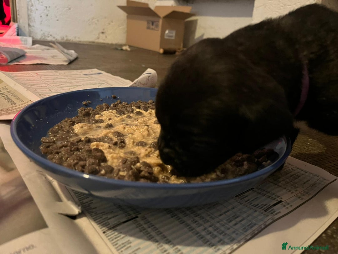 Cane Corso cani in vendita: Cuccioli cane corso - Annuncio 4