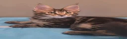 Maine Coon gatti in vendita: Litter G Dolci Fusa - Annuncio 7