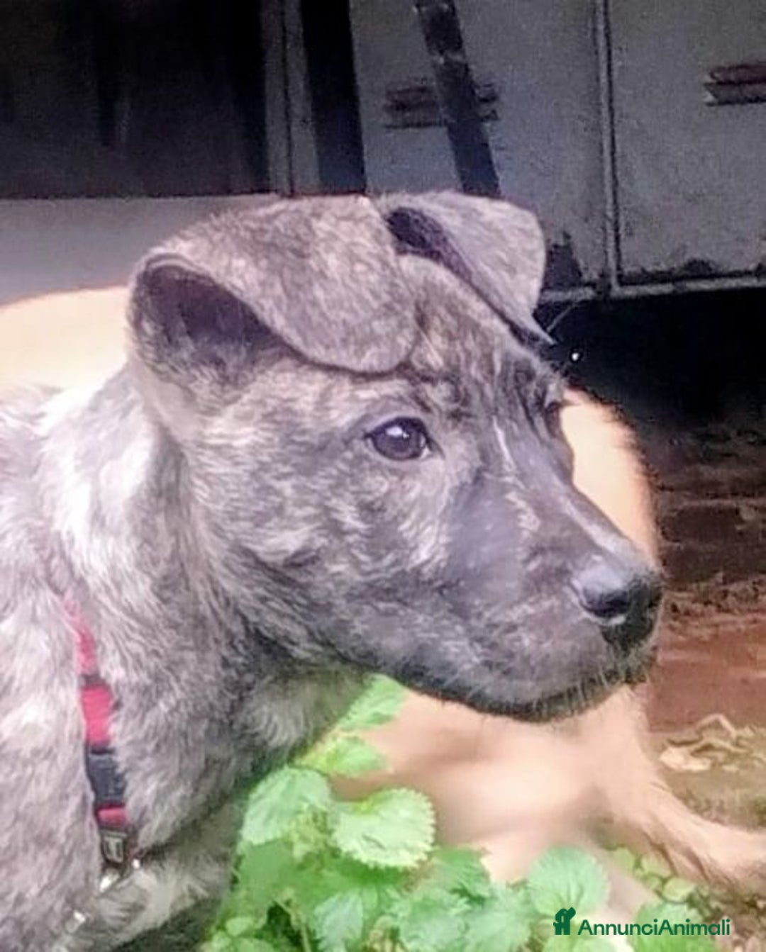 Meticcio cani in regalo: Cucciolo rimasto solo tg media - Annuncio 4