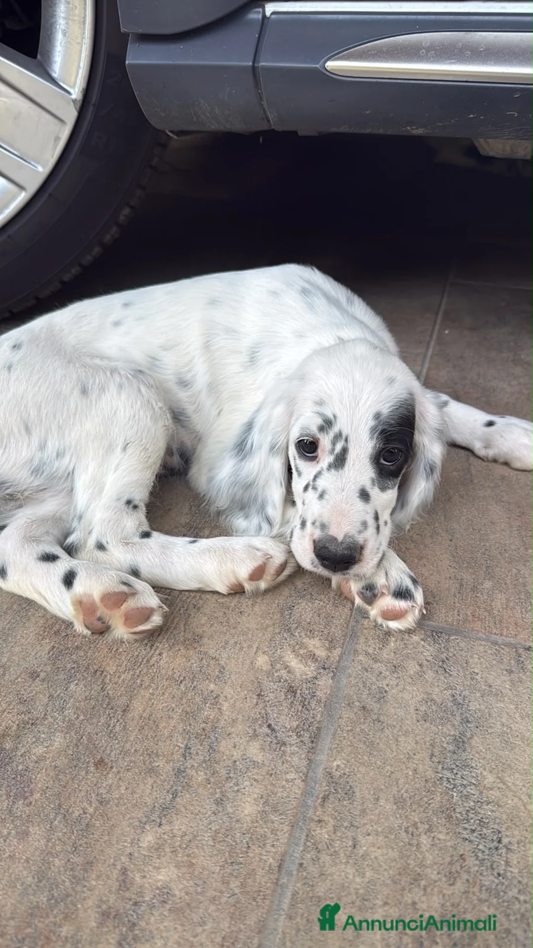 Setter Inglese cani in vendita: Cuccioli Setter Inglesa a Provincia di Vicenza - Annuncio 1