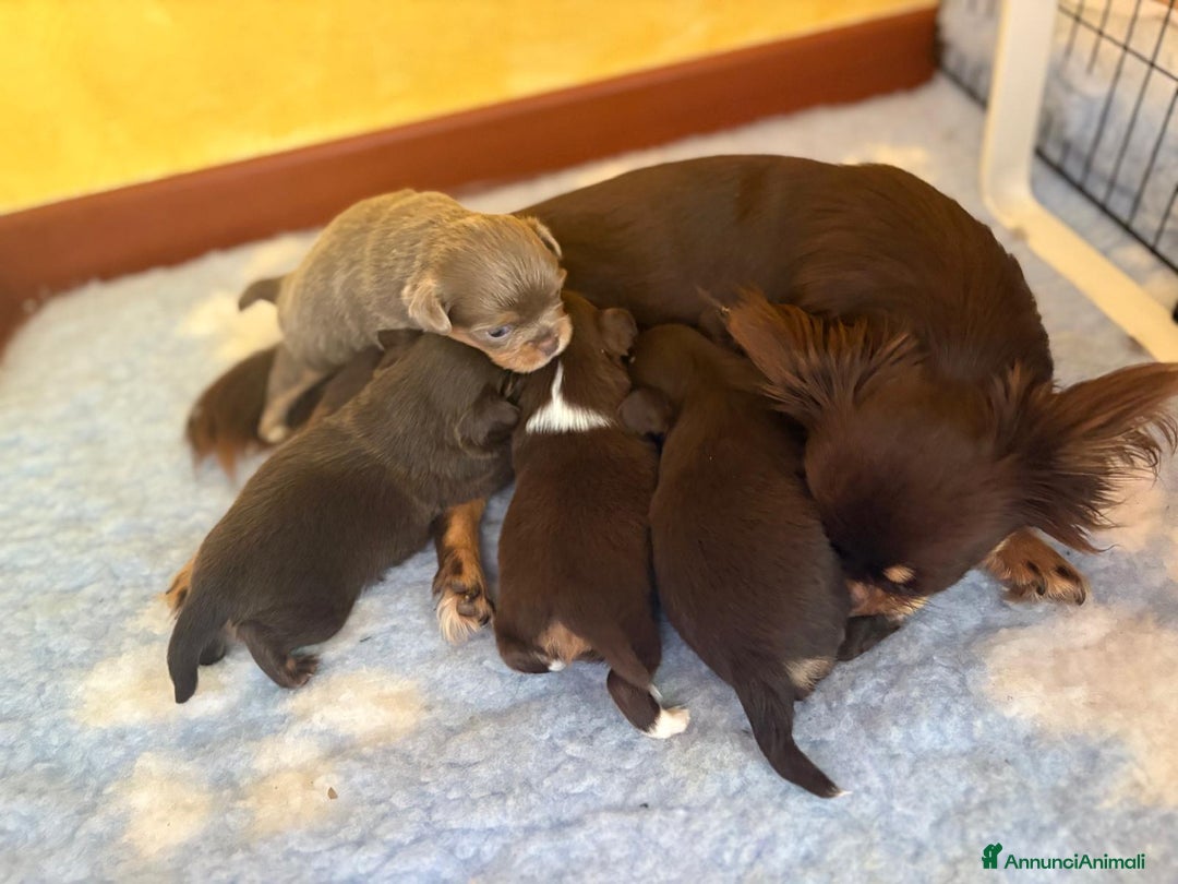 Chihuahua cani in vendita: Cuccioli di chihuahua a pelo lungo con pedigree  a Provincia di Bergamo - Immagine 8