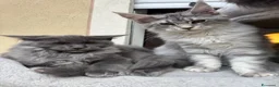 Maine Coon gatti in vendita: Cucciola di razza Maine Coon con pedigree AFeF - Annuncio 9