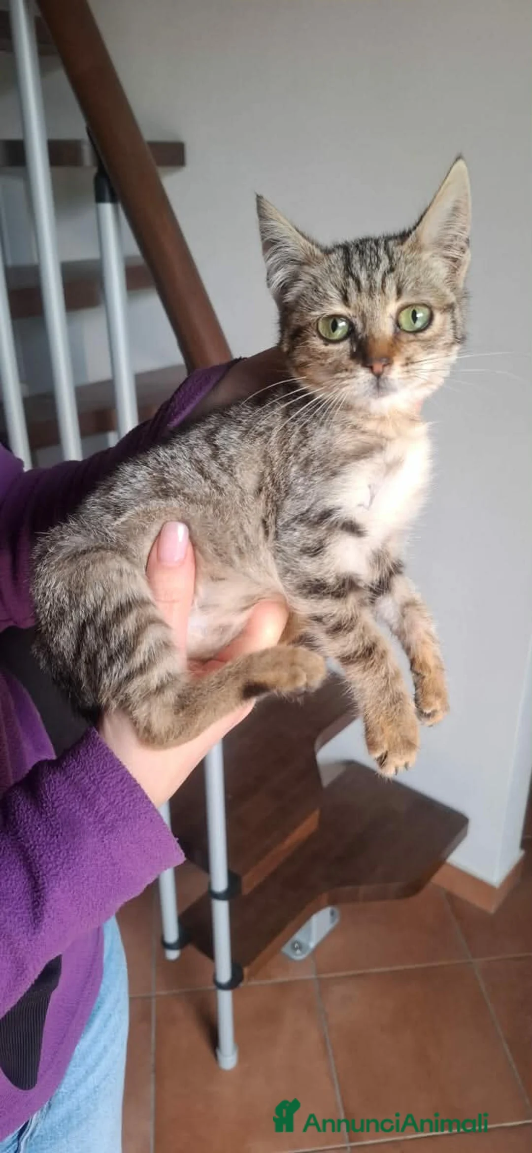 Europeo gatti in regalo: dolce micina - Annuncio 5