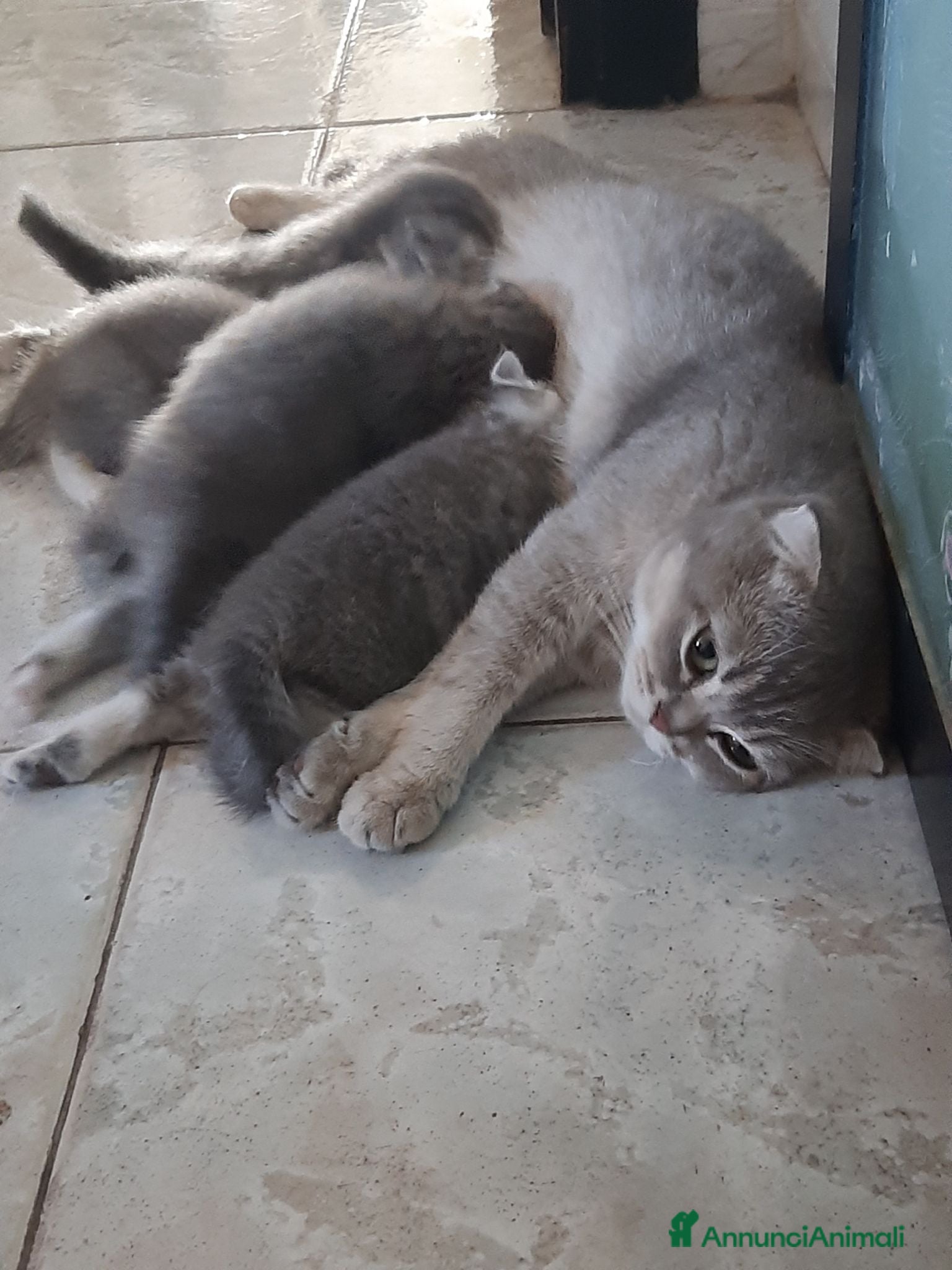 Scottish gatti Cucciolata di gatti scottish fold e straight  - Annuncio 1