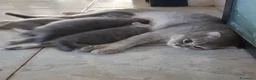 Scottish gatti in vendita: Cucciolata di gatti scottish fold e straight  a Città metropolitana di Roma Capitale - Annuncio 1
