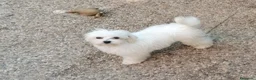 Maltese cani in vendita: Maltese cucciolo maschio  - Annuncio 2
