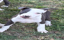 Pitbull cani in vendita: American Pitbul terrier UKC a Provincia di Rieti - Immagine 1