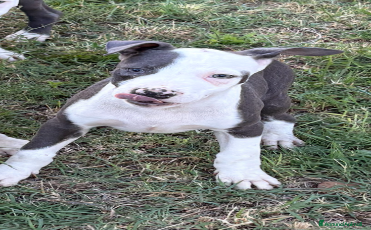 Pitbull cani a Provincia di Rieti - Annuncio 1