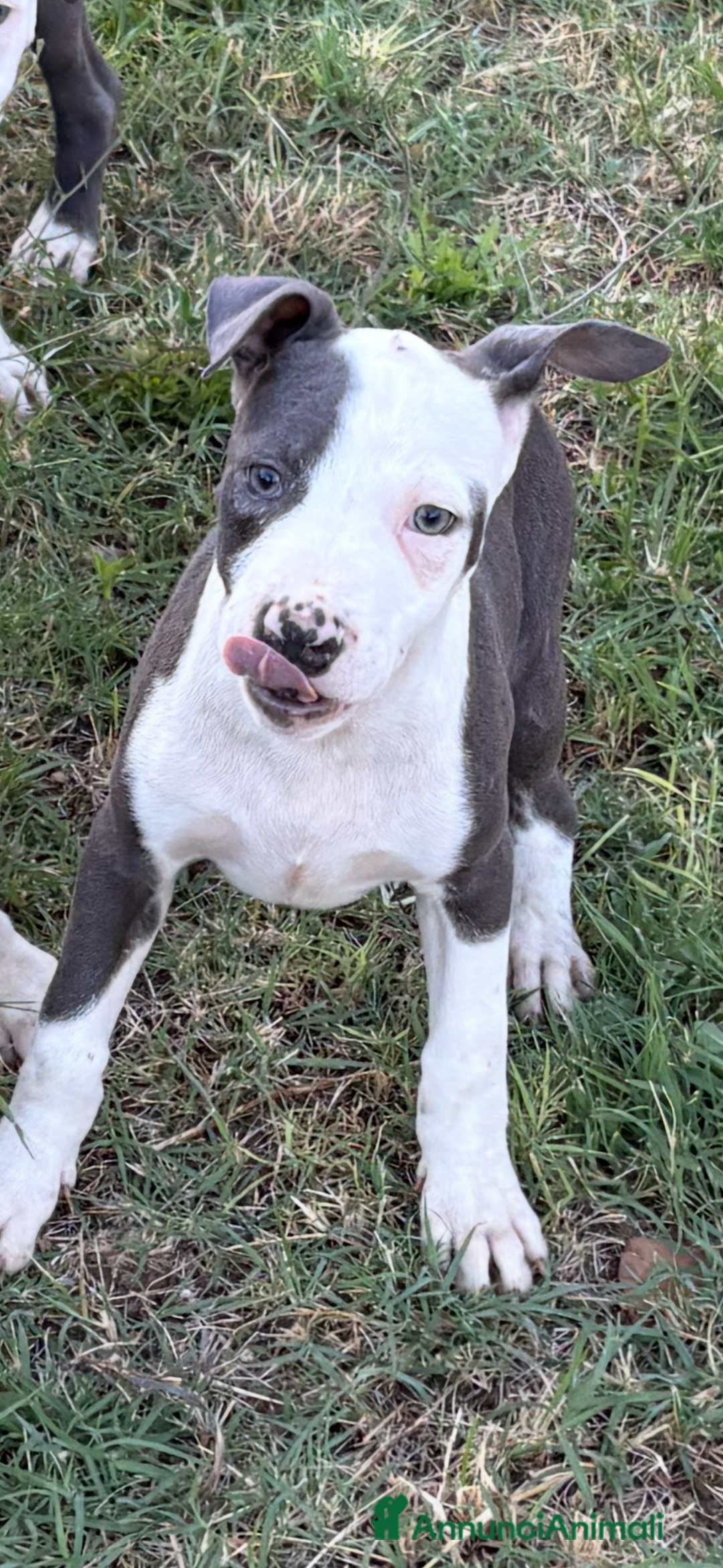 Pitbull cani in vendita: American Pitbul terrier UKC a Provincia di Rieti - Immagine 1