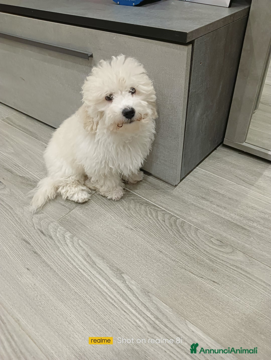 Meticcio cani in vendita: Maltipoo barboncino maschio  - Annuncio 7