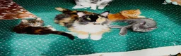 Maine Coon gatti in vendita: Cuccioli Maine Coon - Annuncio 8