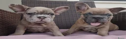 Bulldog Francese cani in vendita: Bulldog francese  - Annuncio 8