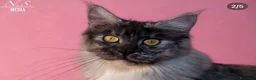 Maine Coon gatti in vendita: MAINE COON REHOMING  - Annuncio 3