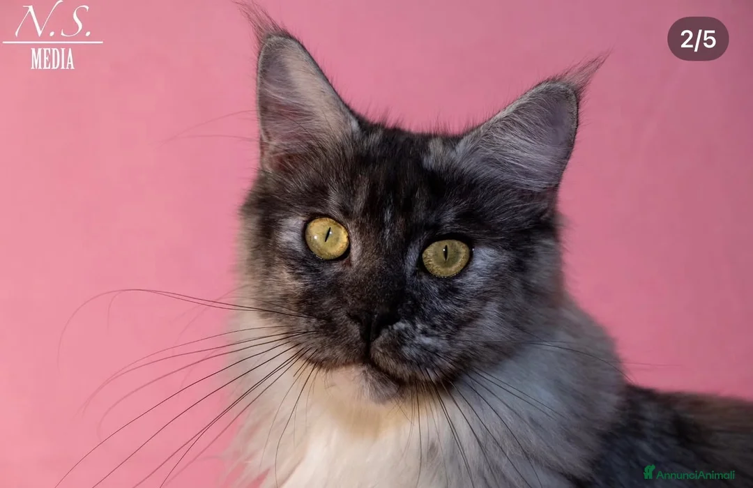 Maine Coon gatti in vendita: MAINE COON REHOMING  - Annuncio 3
