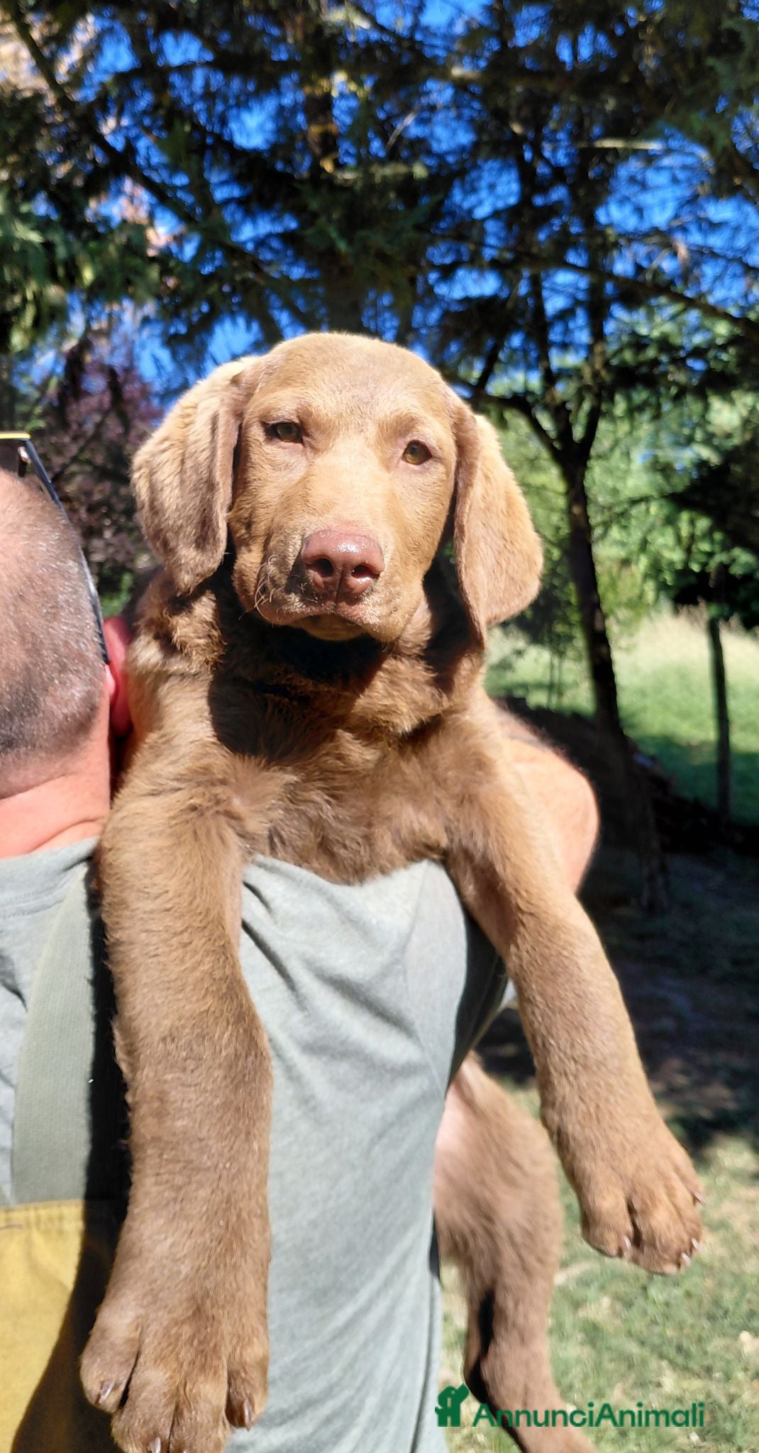 Chesapeake Bay Retriever cani Cuccioli disponibili Chesapeake Bay Retriever  - Annuncio 1