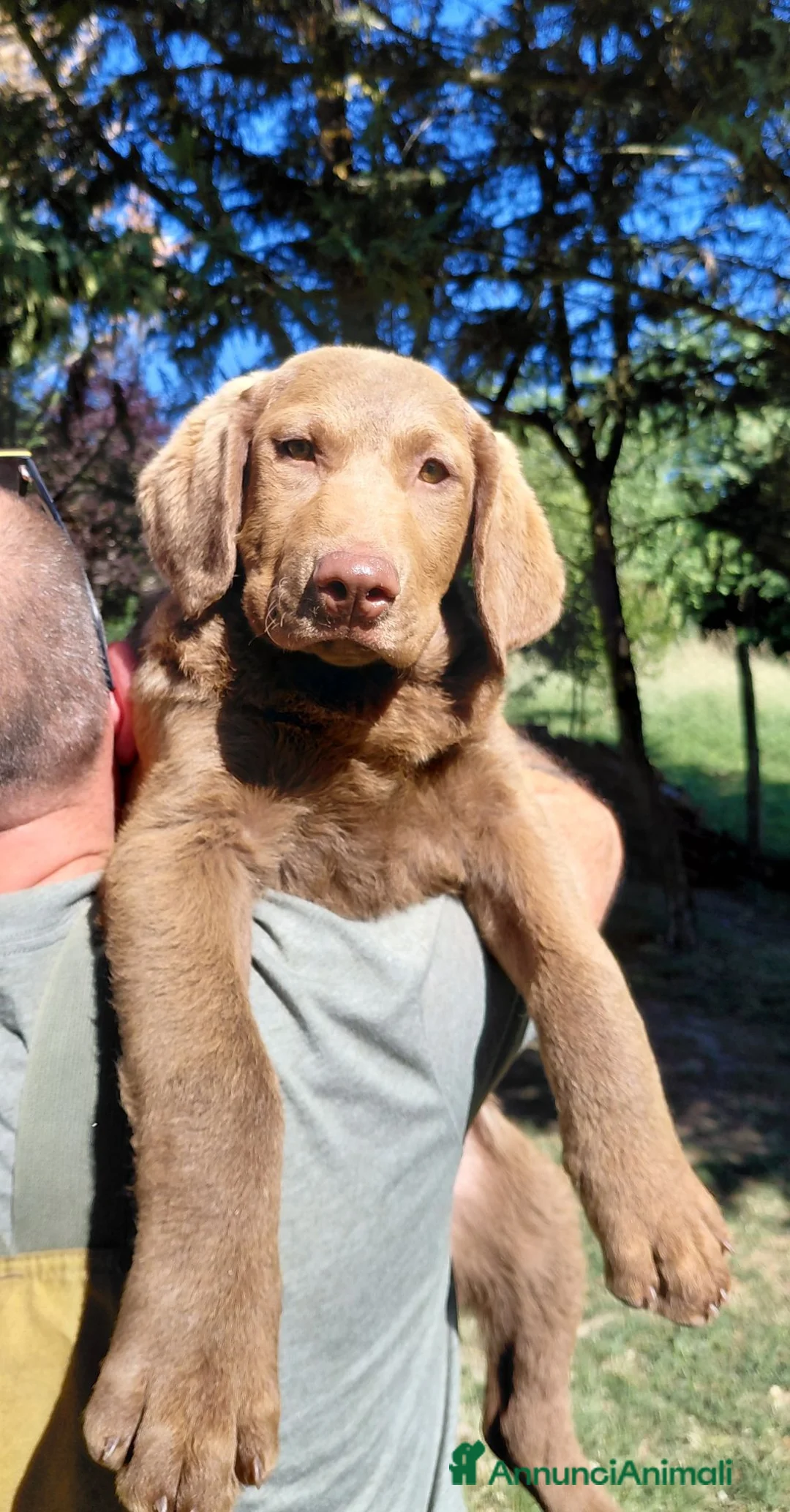 Chesapeake Bay Retriever cani in vendita: Cuccioli disponibili Chesapeake Bay Retriever  - Annuncio 1