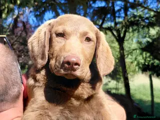 Chesapeake Bay Retriever cani Cuccioli disponibili Chesapeake Bay Retriever - Annuncio 3