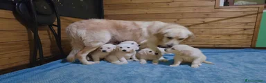 Golden Retriever 1