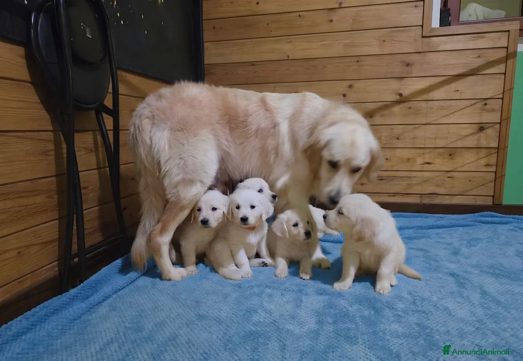 Golden Retriever cani in vendita: GoldenRetriver linea inglese - Annuncio 2
