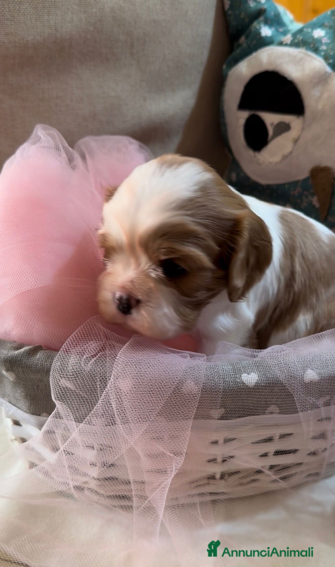 Cavalier King cani in vendita: Cuccioli Quicksilver delle isole verdi  - Annuncio 2