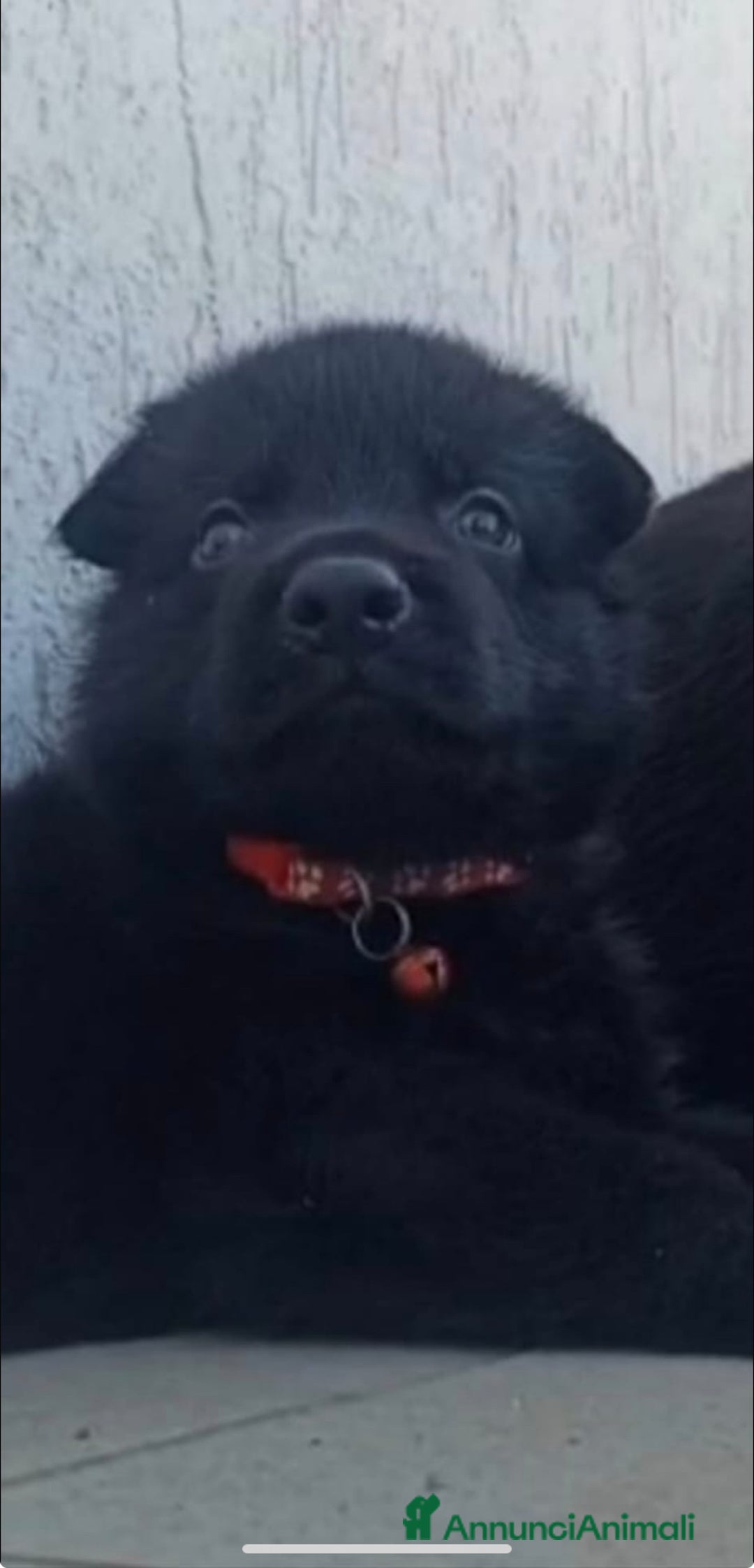 Pastore Tedesco cani in vendita: Disponibili cuccioli di pastore tedesco nero a Provincia di Matera - Immagine 3