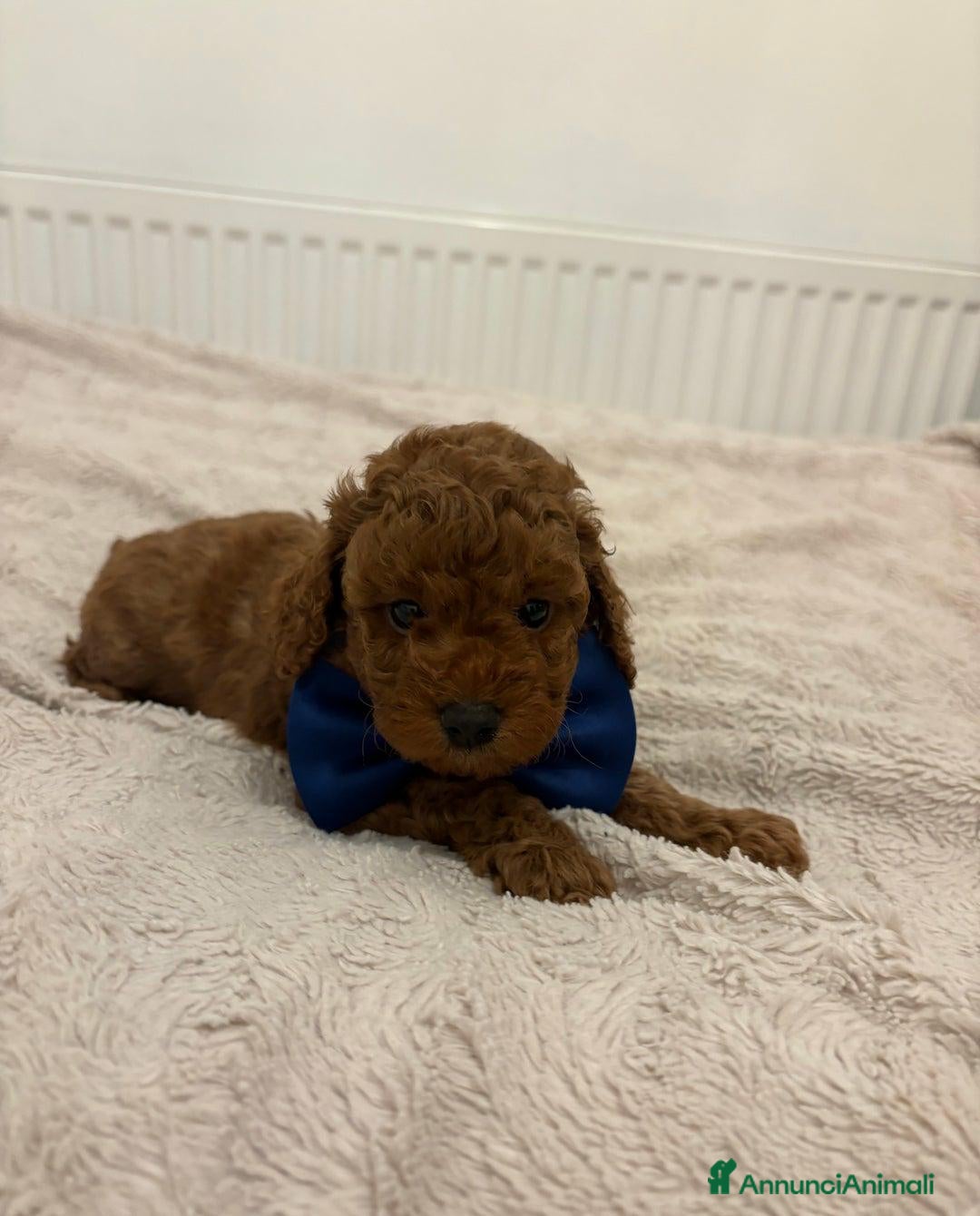 Cockapoo cani in vendita: Cuccioli di Cockapoo F2b disponibili - Annuncio 16