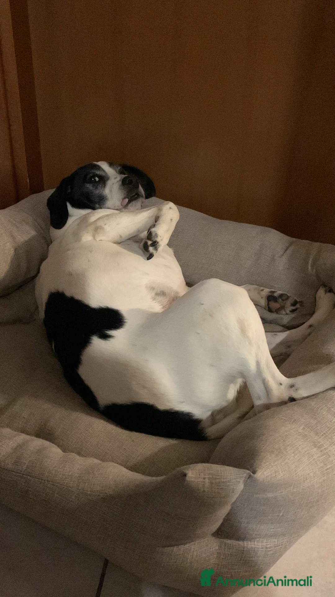 Meticcio cani in regalo: Ettore cerca casa (regalo) a Provincia di Bergamo - Annuncio 2