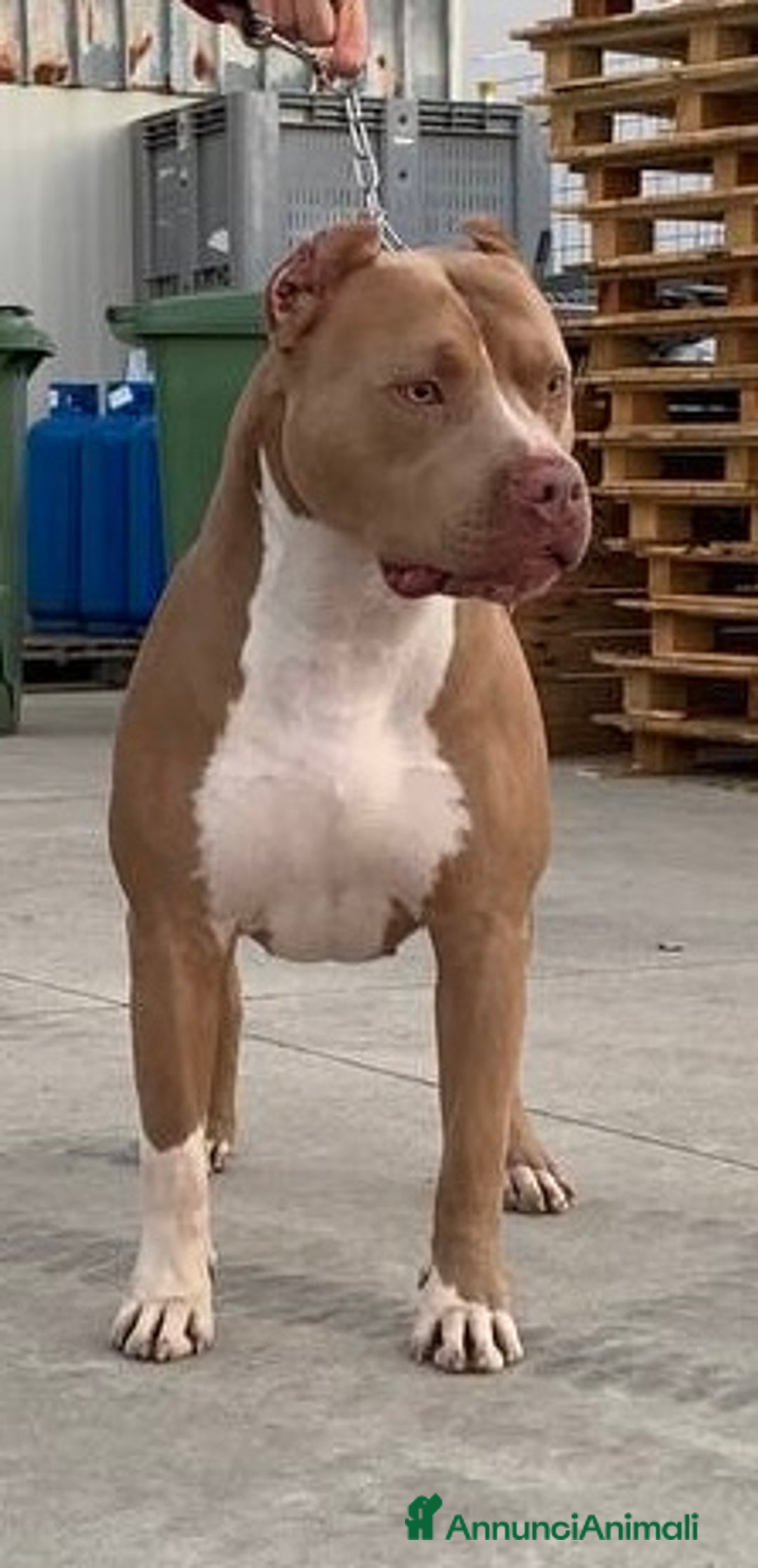 Pitbull cani per accoppiamento: Disponibile per monta - Annuncio 3