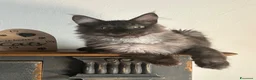 Maine Coon gatti in vendita: Maine Coon  - Annuncio 4
