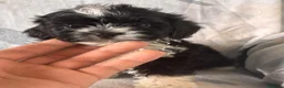 Shihpoo cani in vendita: Cuccioli di Shihpoo - Annuncio 4