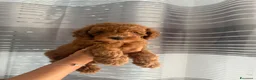 Barboncino cani in vendita: Meravigliosi cuccioli di Barbone nano Red  - Annuncio 13