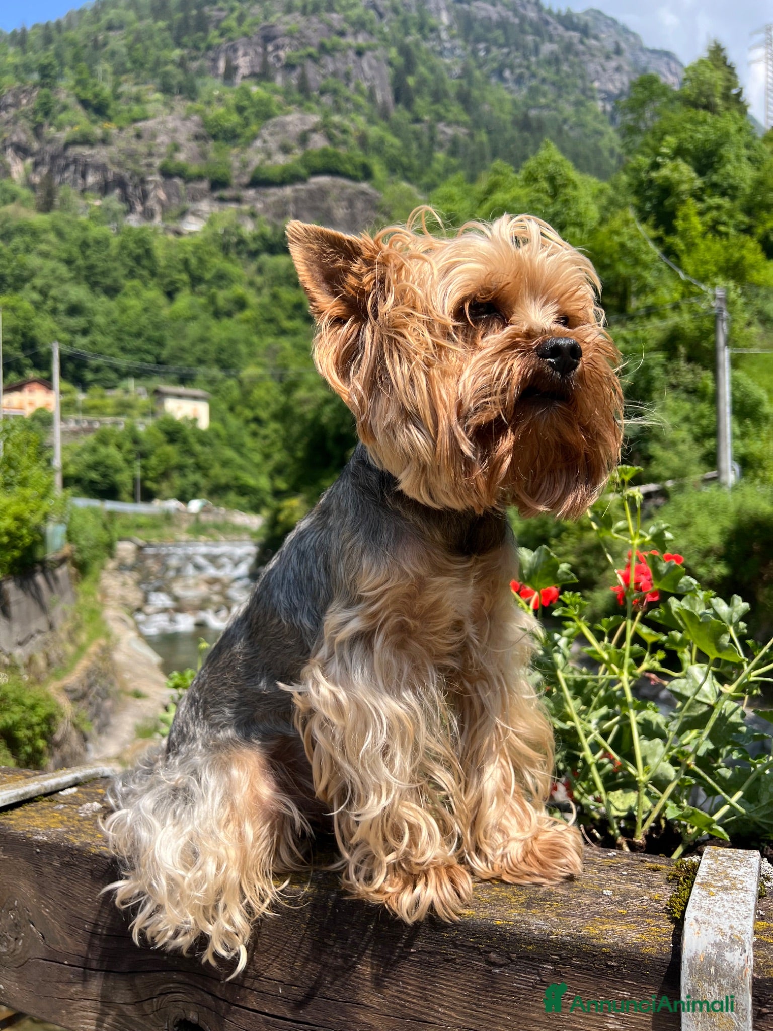 Yorkshire cani Cagnolino maschio  - Annuncio 2