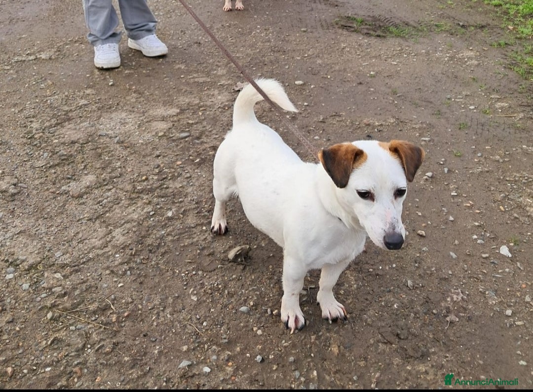 Jack Russell cani in vendita: DUE JACK RUSSELL CERCANO CASA💙💜 - Annuncio 2