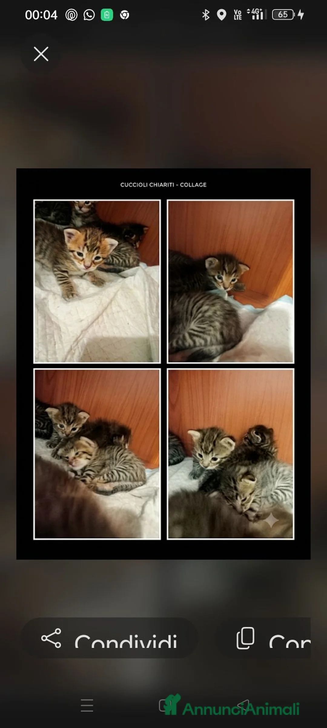 Bengala gatti in vendita: Bengalesi abissini  - Annuncio 3