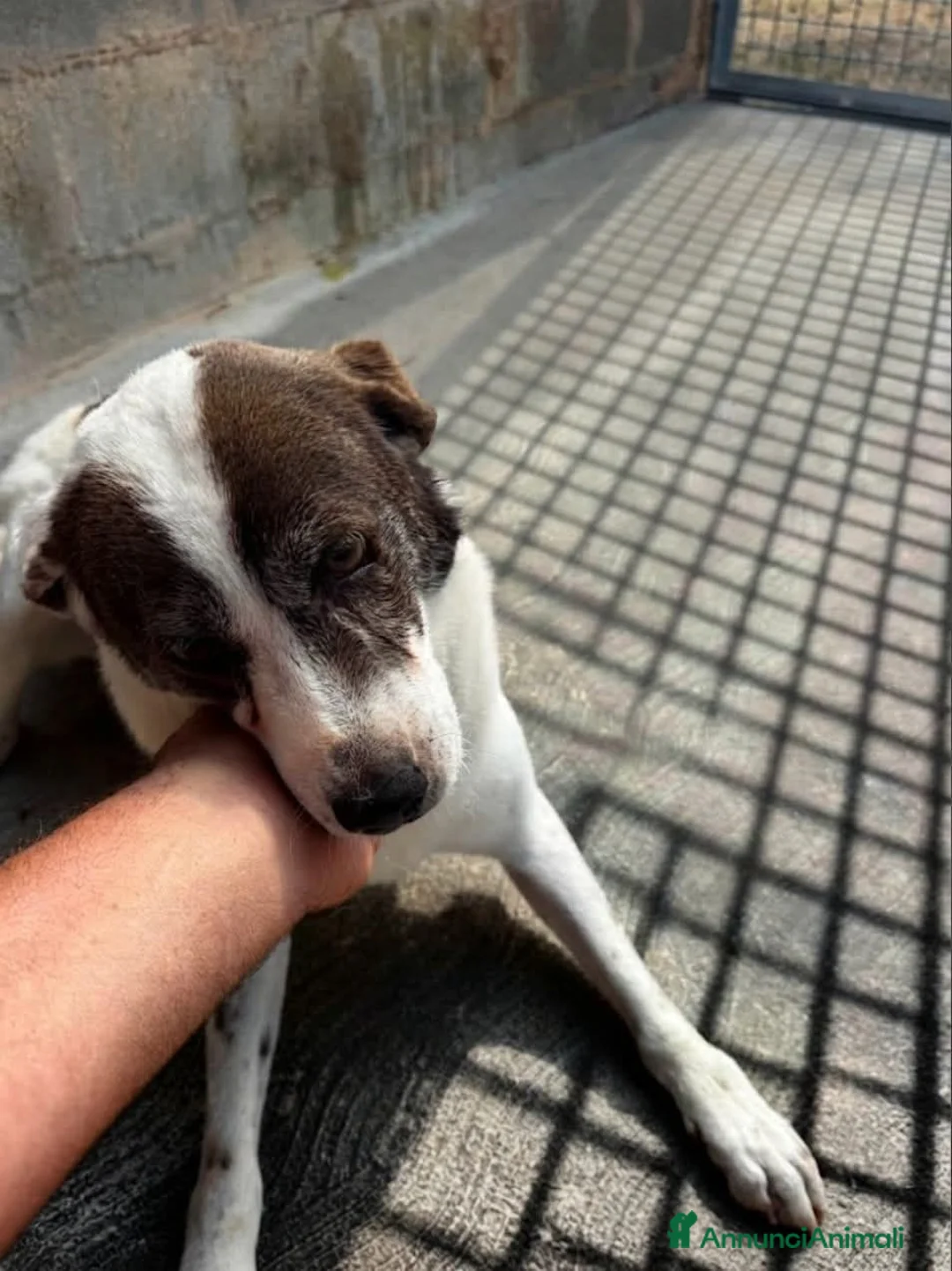 Meticcio cani in regalo: ADOZIONE DEL CUORE: NESLI, 8 ANNI  - Annuncio 3