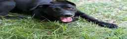 Meticcio cani in regalo: Un amore, dolcissima! bellissima! 3 anni 2 anni  - Annuncio 6