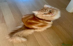 Siberiano gatti per accoppiamento: Bellissimo Siberiano per accoppiamento  - Immagine 4