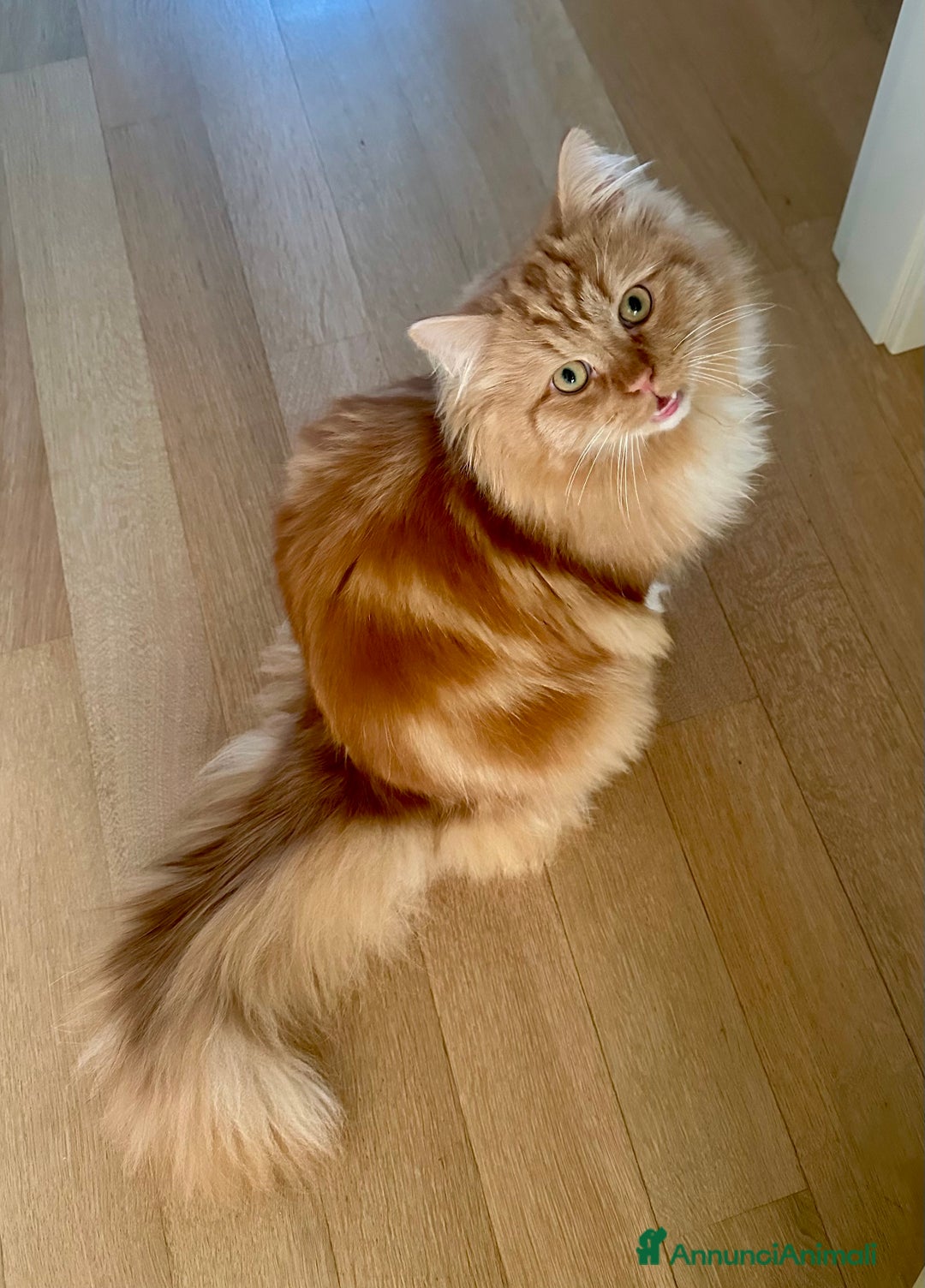 Siberiano gatti per accoppiamento: Bellissimo Siberiano per accoppiamento  - Immagine 4