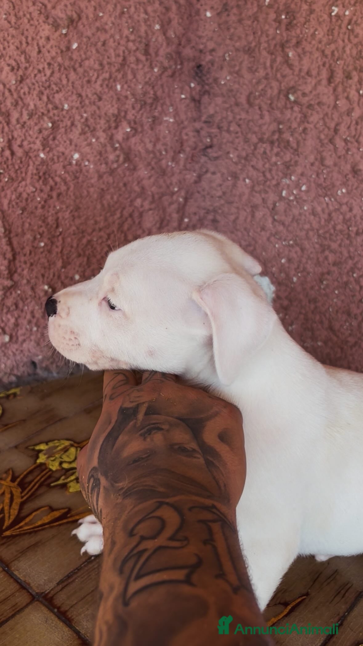 Pitbull cani pit bull ukc black nose maschio - Annuncio 3