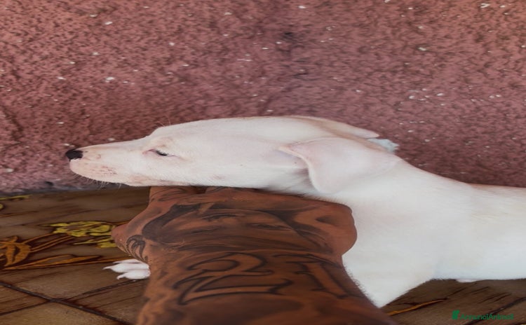 Pitbull cani - Annuncio 1