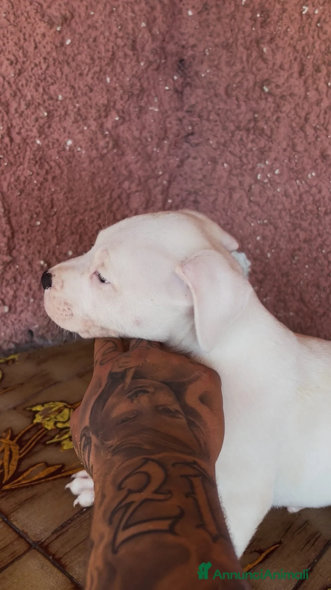 Pitbull cani in vendita: pit bull ukc black nose maschio - Annuncio 1