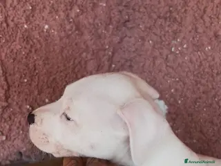 Pitbull cani pit bull ukc black nose maschio - Annuncio 3