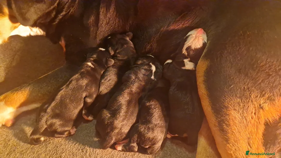 Grande Bovaro Svizzero cani in vendita: Cuccioli femmina Gran Bovaro svizzero a Città metropolitana di Roma Capitale - Annuncio 1