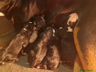 Grande Bovaro Svizzero cani Cuccioli femmina Gran Bovaro svizzero - Annuncio 15