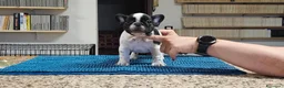 Bulldog Francese cani in vendita: BOULEDOGUE FRANCESE CON PEDIGREE ENCI/FCI a Provincia di Bergamo - Annuncio 6